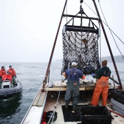 Fishing Decline