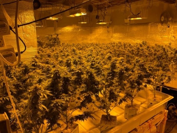 NY woman pleads guilty to illegal marijuana grow in Madison, Norridgewock