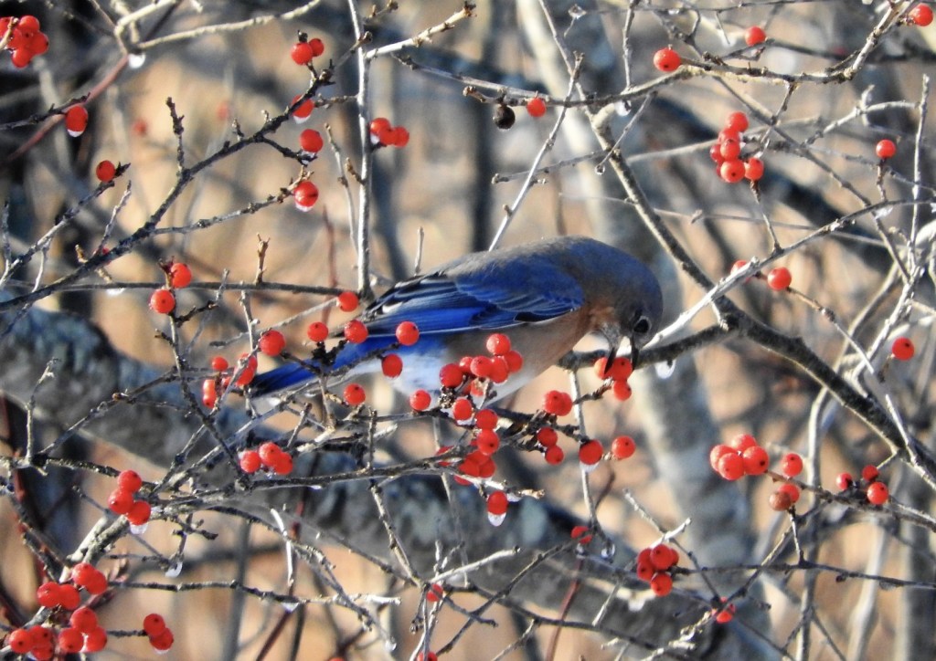 How to spot the menagerie of birds even in the dead of a Maine winter