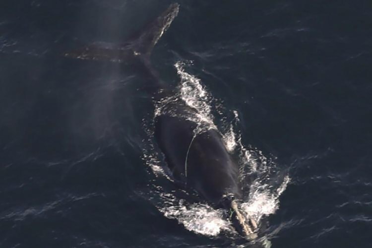 Entangled Whales