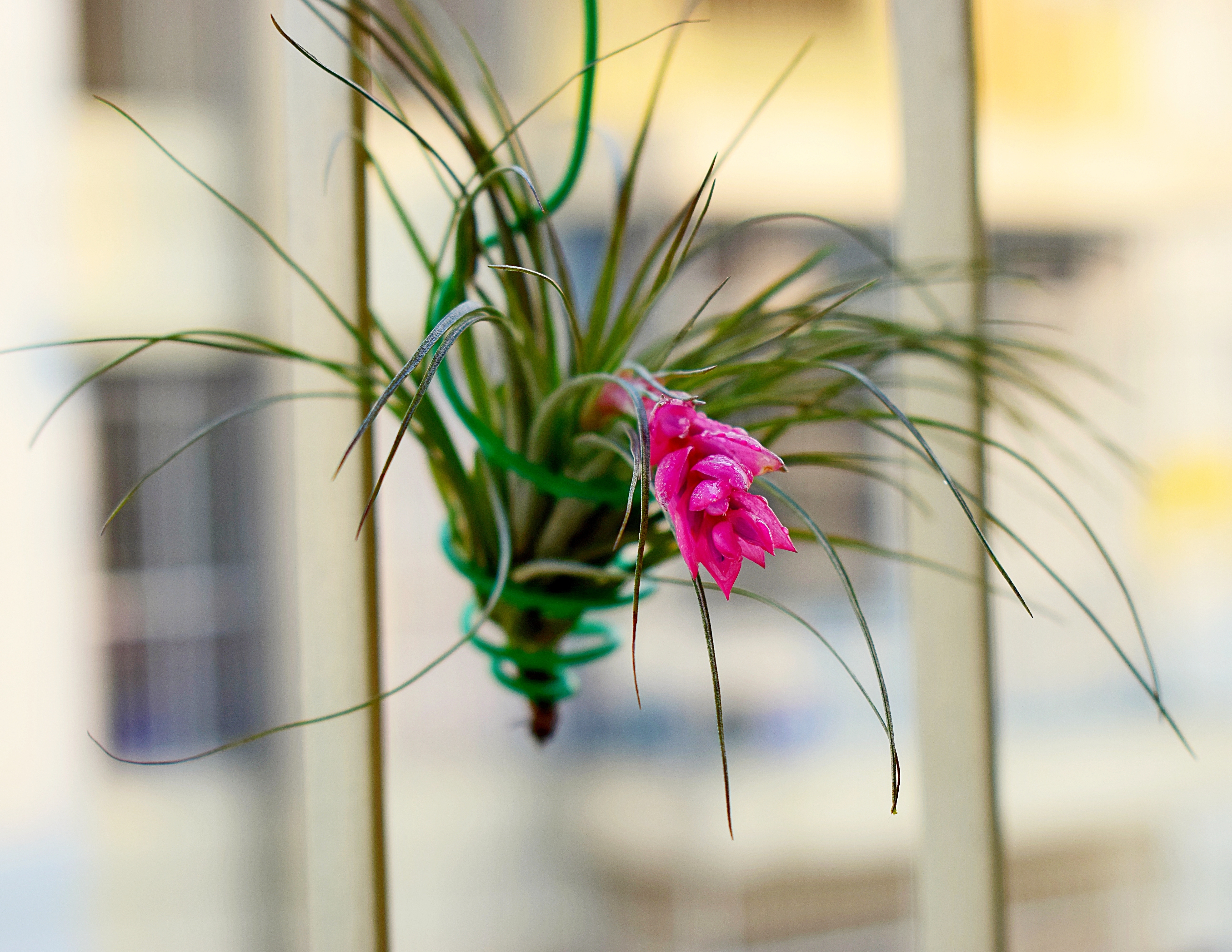 Tillandsia ‘Mother's Day' T'S TROPICALS IMG_1897.jpg?crop=center&
