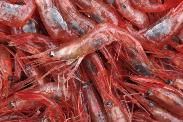 Shrimp Collapse