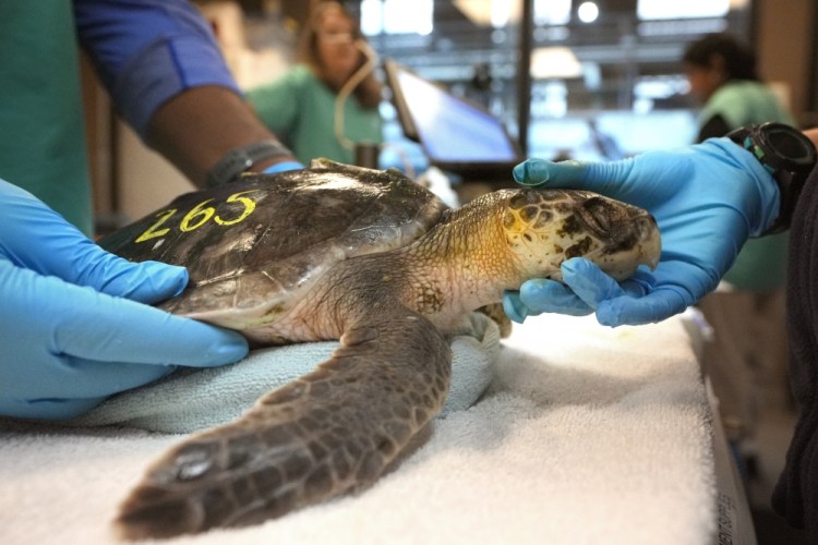 Stunned Sea Turtles