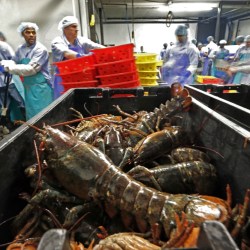 Trump Seafood
