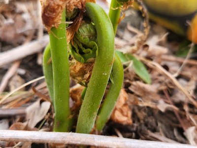 UMF to host 13th annual Maine Fiddlehead Festival May 2