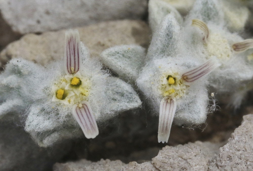 New Flower Discovery