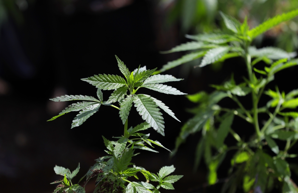 Marijuana Holiday
