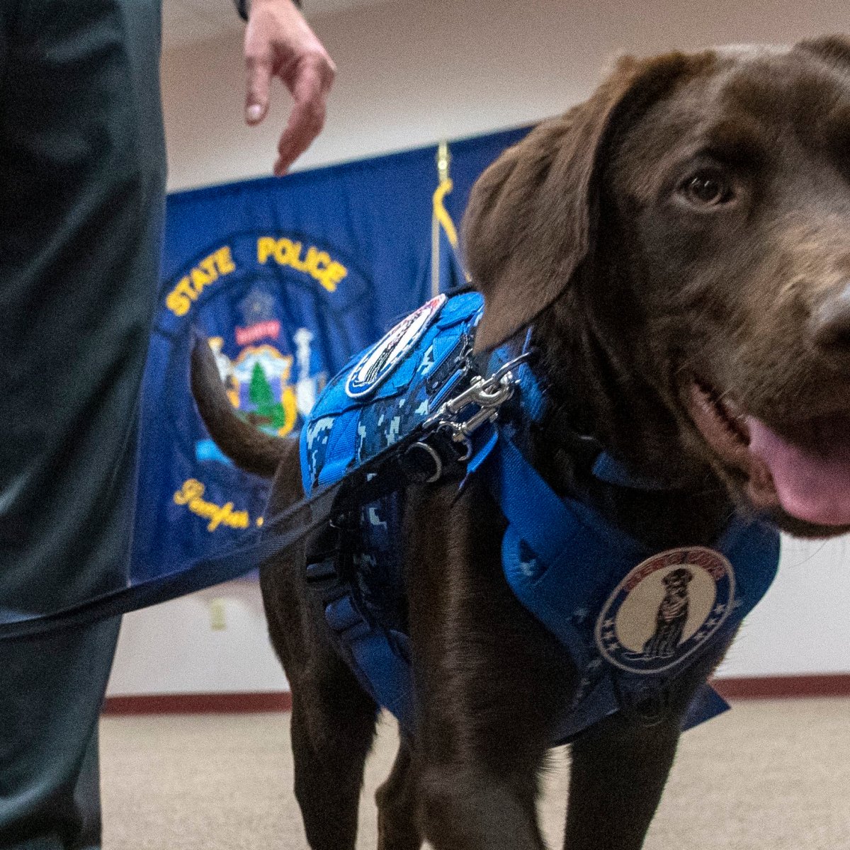 Handler of Maine public safety dog resigns while facing animal cruelty charge
