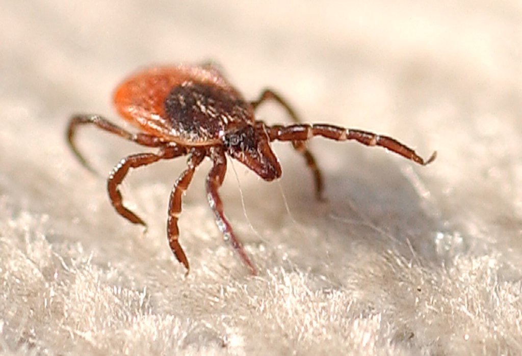 Maine must take more action on tick-borne disease | Opinion