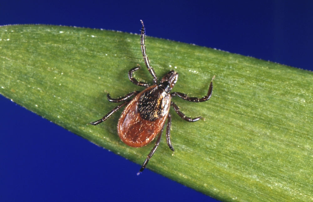 Maine’s surge in tick-borne diseases linked to warming climate