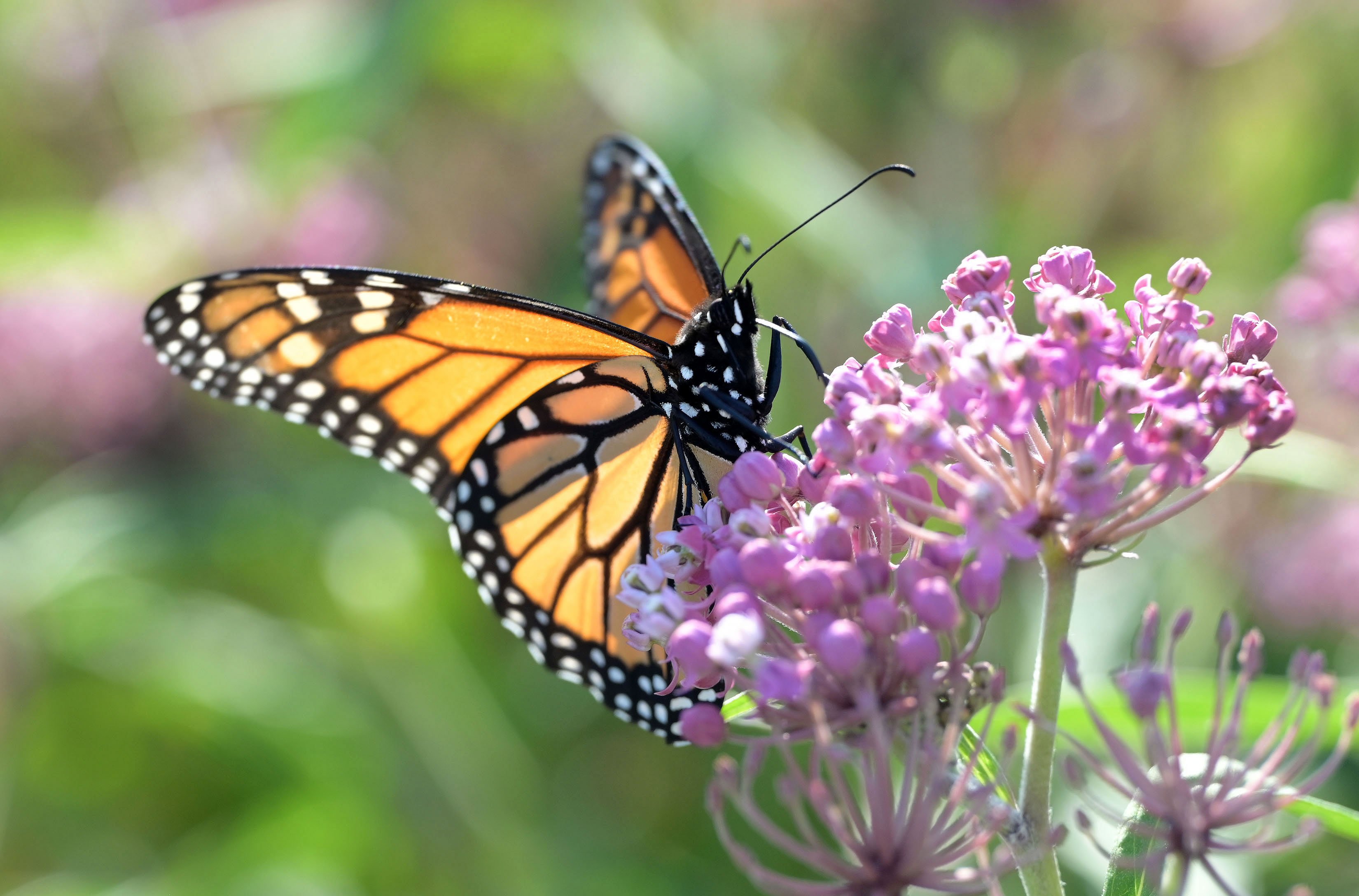Native Plants Make Maine More Resilient | Nature Connects