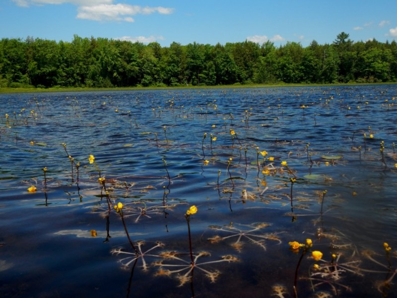 Fayette taking action against invasive plant threat