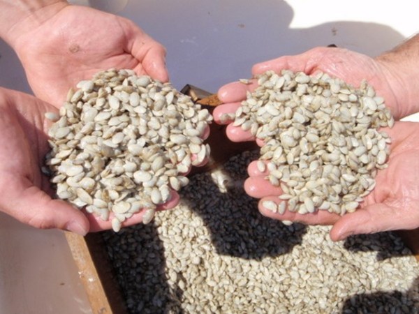 Cumberland’s plan to bring back clams — and clamming