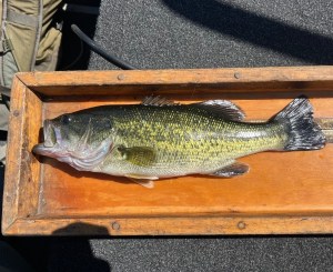 west-musquash-illegal-bass-image-e1753400372646.jpg