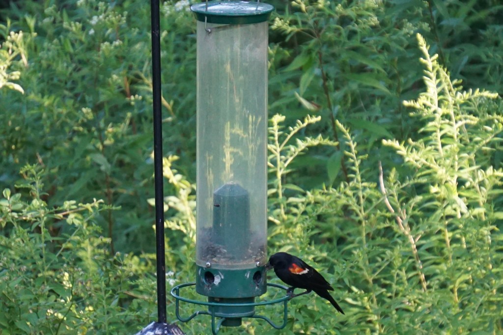 How to Get Rid of Black Birds on Bird Feeder: Effective Tips