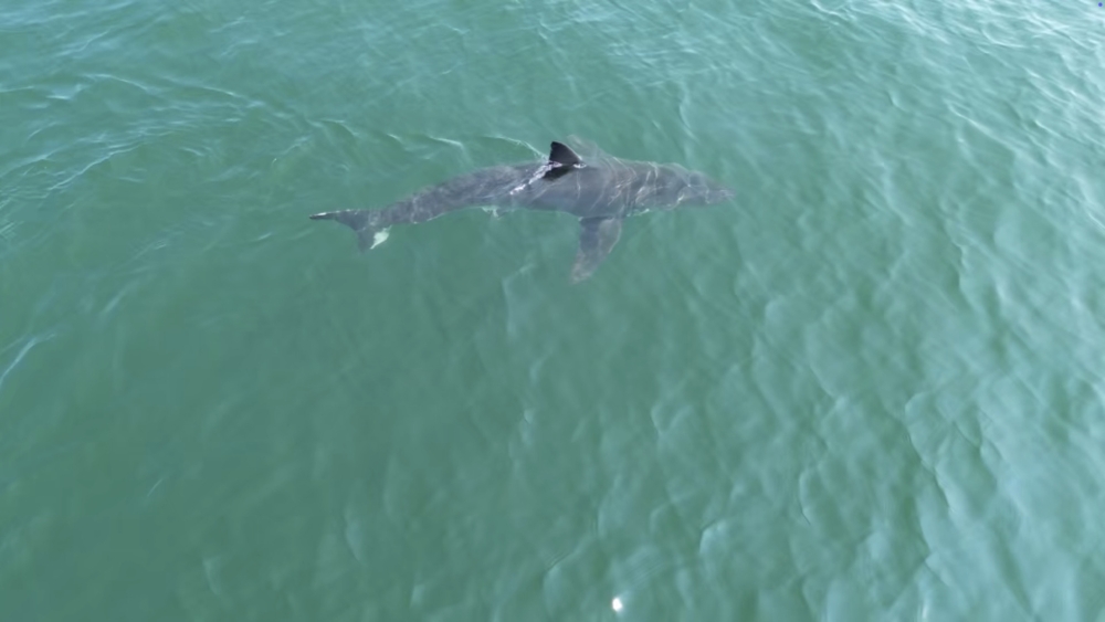 ME Sharks Going North