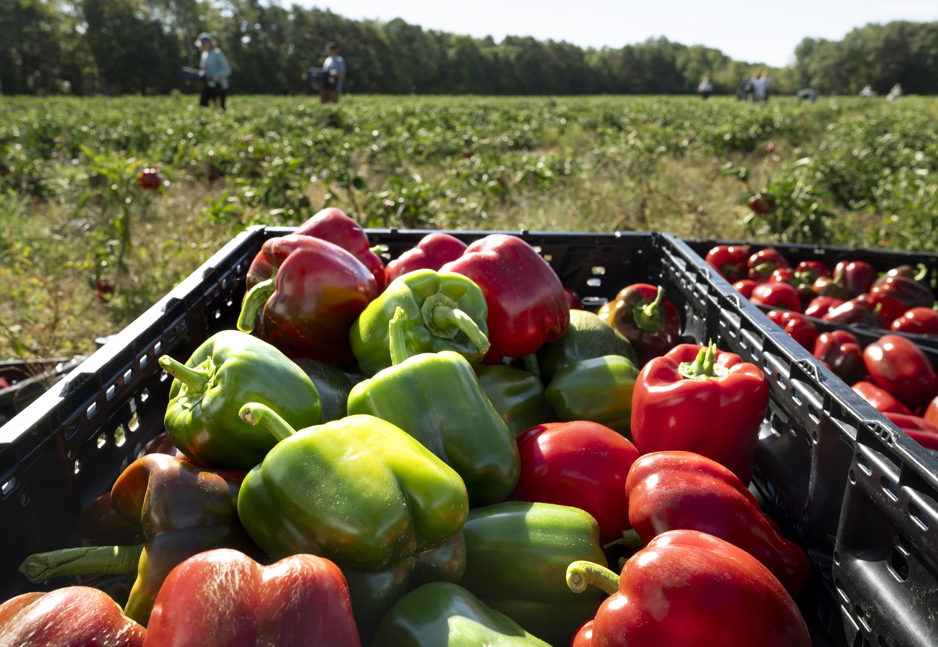 Gleaning the farm field leftovers that food pantries depend on