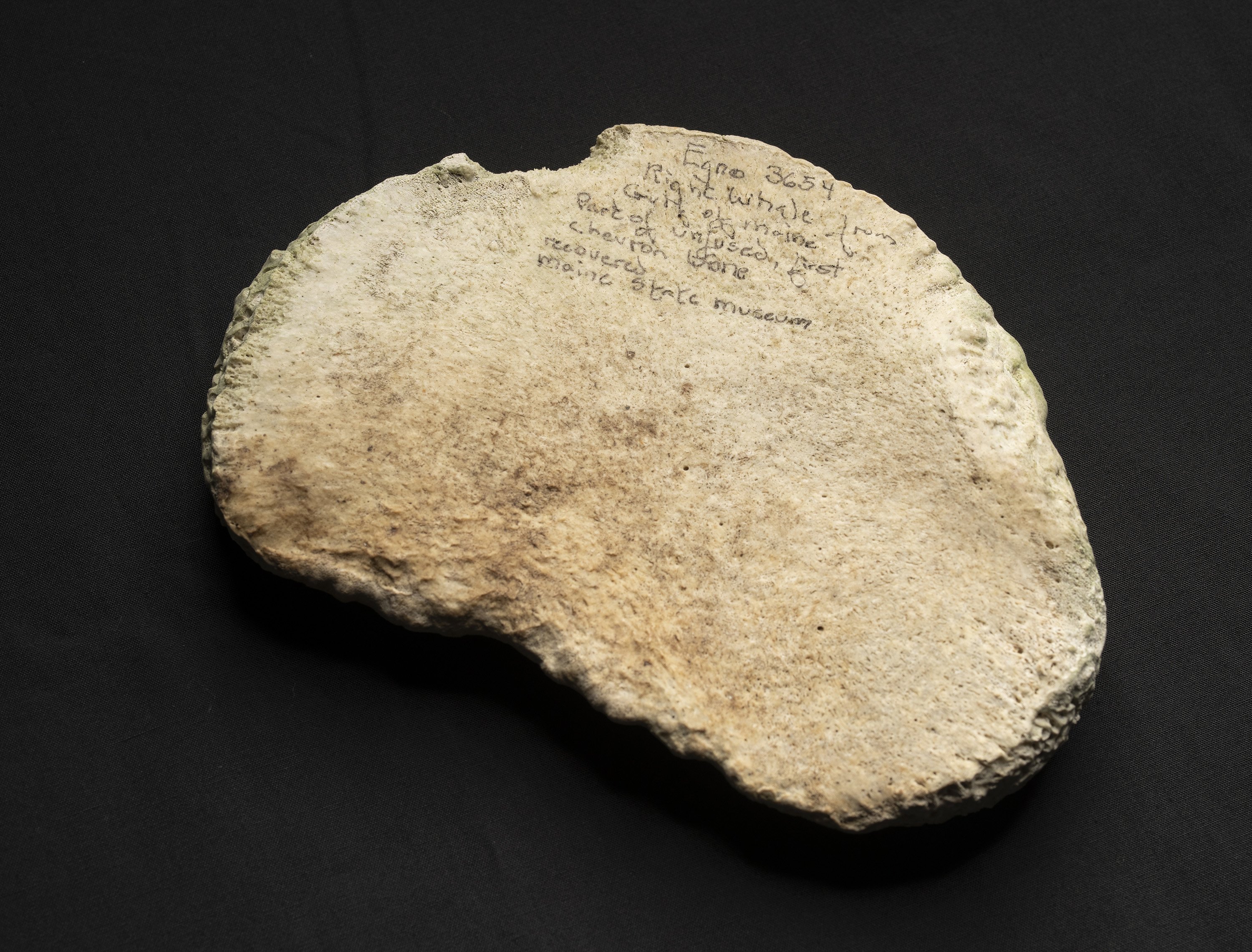 What Maine put in a time capsule that's meant to be unearthed in