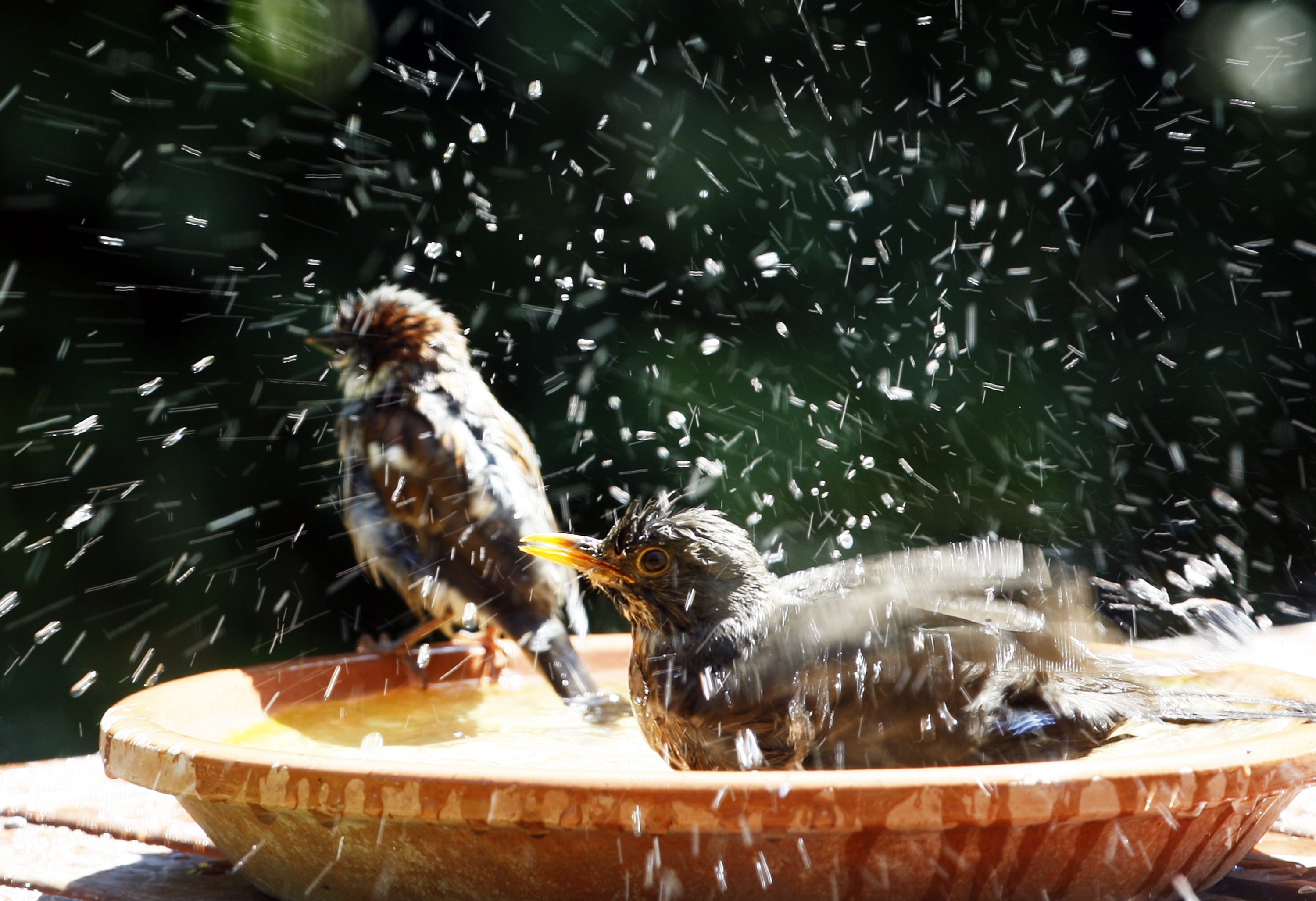 Ask Maine Audubon How do you keep mosquitoes out of a bird bath?