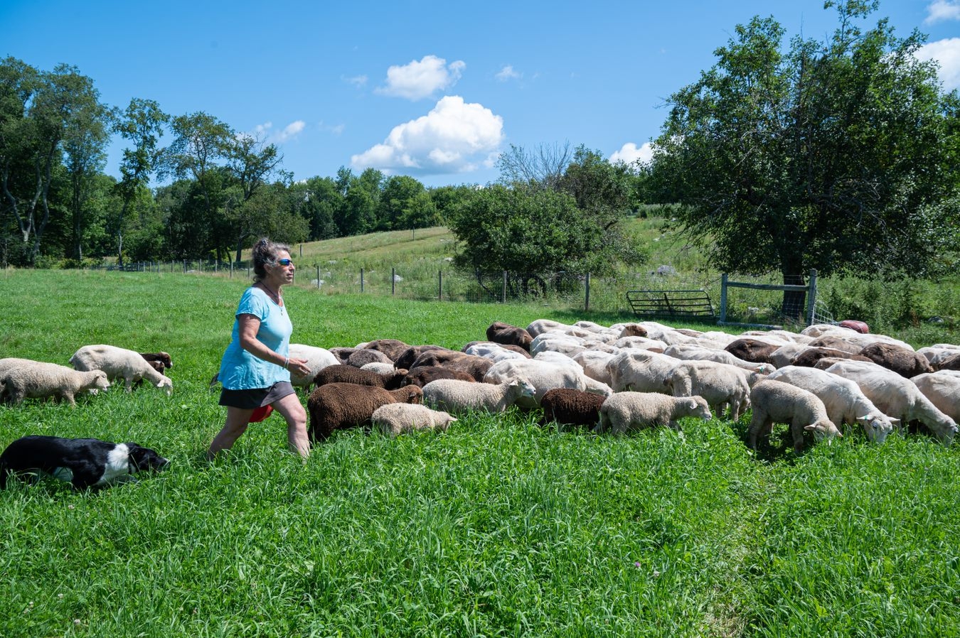 Open Farm Day brings people closer to the source of food and farmmade
