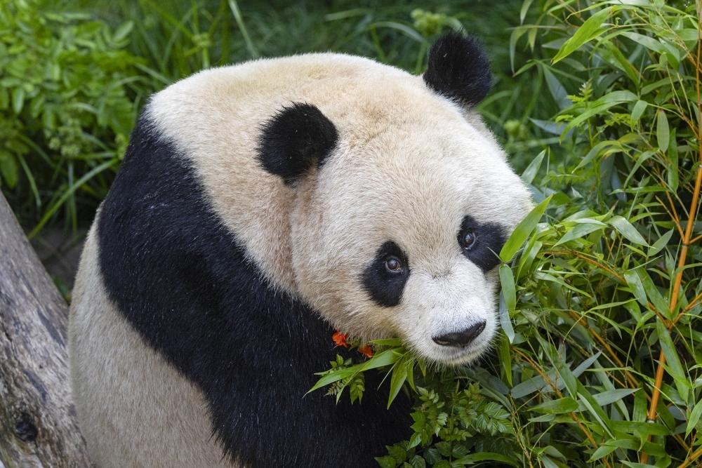 Pair of giant pandas from China acclimating to new home at San Diego Zoo