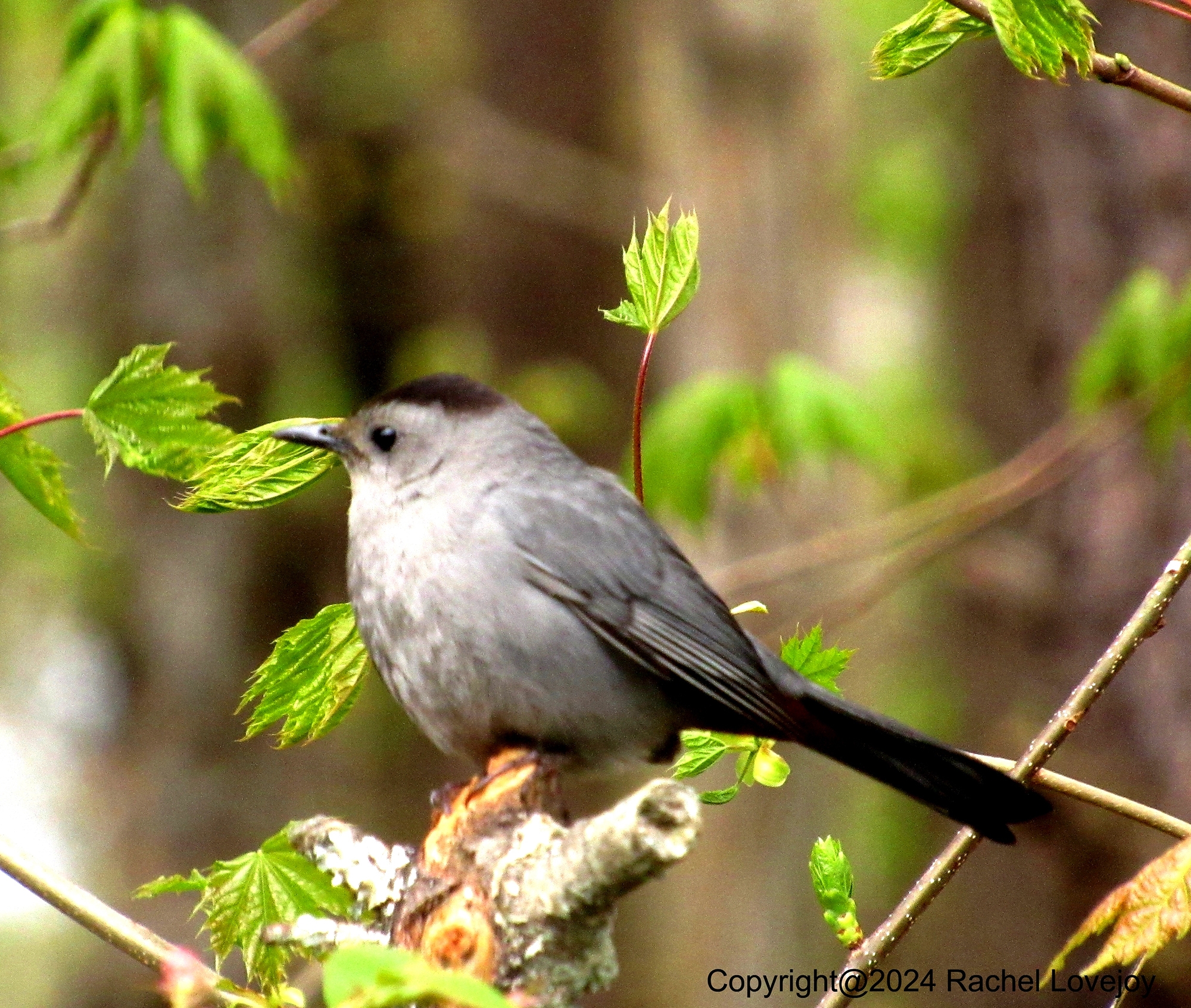 Feed A Bird, Soothe A Soul: Bird Feeding Helps Seniors