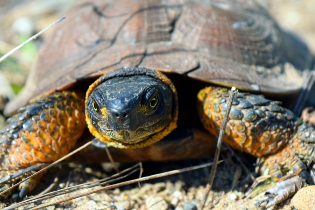 Guidance available for wood-turtle friendly forest management